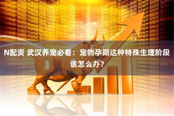 N配资 武汉养宠必看：宠物孕期这种特殊生理阶段该怎么办？